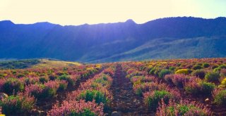 Burdurda Aromatik Bitkilerin Yağı Çıkartılıyor