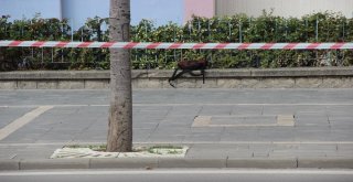 Okul Çantası Bomba Paniğine Neden Oldu