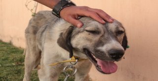 Ölüme Terk Edilen Köpek, Engellilerin ‘Dostu Oldu