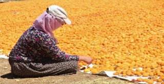 Kayısı, Kadınlar İçin İş Kapısı Oldu