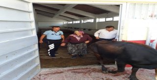 Zabıta Ekipleri Buldukları Büyükbaş Hayvanları Sahibine Teslim Etti