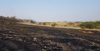 Osmaniyede Bulunan Kastabala Antik Kentinde Orman Yangını Çıktı