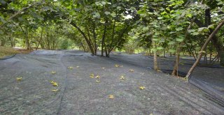 Fındık Hasadında Örtü Kullanımı Uygulaması Fatsada Gerçekleşti