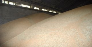 Malkara Tmoya 12 Bin 500 Ton Buğday Getirildi