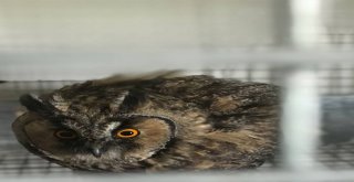 Karsta Yavru Puhuların Tedavisi Sürüyor