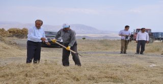 Arguvanda Nohut Hasadı Başladı