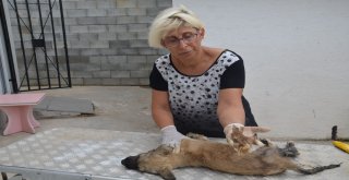 Barınakta Yakılmış Denilen Köpek Meğer Zifte Bulanmış