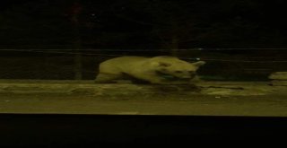 Sarıkamışta Ayının Tel Örgüden Geçme Yöntemi Şaşırttı