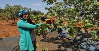 Gaziantepte Yeşil Altın Hasadına Başlandı