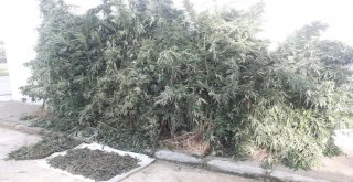 Sakaryada Boyları 2 Metreye Ulaşan Hint Keneviri Ele Geçirildi