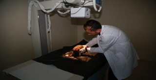 Yavru Köpeklere Önce Belediye Sonra Bir Anne Köpek Sahip Çıktı