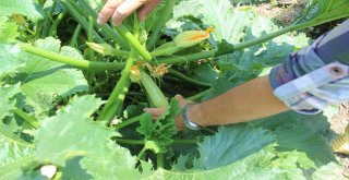 (Özel Haber) Hem Üniversite Okuyor, Hem De Organik Sebze Üretiyorlar