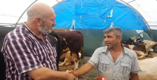 İstanbula Gelen Kurbanlıkların Satışı Başladı