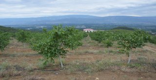 Dağı Taşı Ceviz Fidanı İle Doldurdu