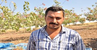 Üniversite İle Yapılan İşbirliği Fıstık Üreticisinin Yüzünü Güldürdü