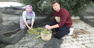 Gömeçte Zeytin Hasat Şenliği Coşkusu