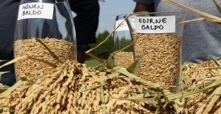 Yerli Ve Milli Çeltik Tohumları Görücüye Çıktı