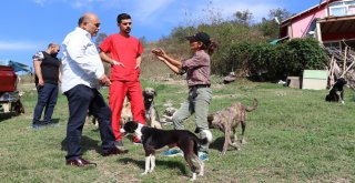 Zonguldaklı İki Aile 120 Sokak Köpeğine Yuva Oldu