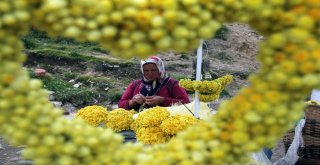 Giresun Yaylalarında Yetişen Bitkiler Yöre Halkının Geçim Kaynağı