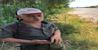 Bozdoğanda Zirai Amaçlı Domuz Avı Yarın Başlıyor