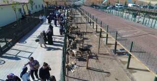 Sokak Hayvanlarına 7,5 Milyon Liralık Yeni Yuva