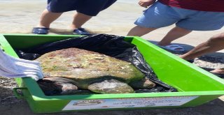 70 Yaşındaki Dev Deniz Canlısı Son Anda Kurtarıldı