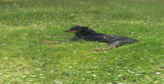 Köpeğini Bulana 7 Bin Tl Ödül Verecek