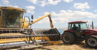 Malazgirtte Nohut Hasadı Başladı