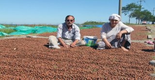 Yollar Ve Kaldırımlar Fındık Harmanı Oldu