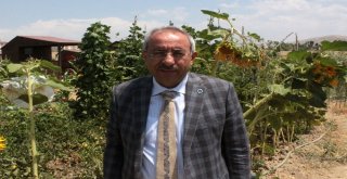 Van Gölü Kıyısındaki Hobi Bahçesinde Yılın İlk Hasadı