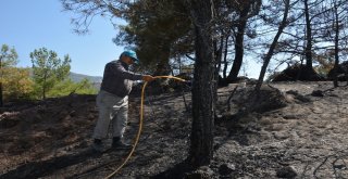 Orman Yangınında Yaban Hayvanları Zarar Gördü