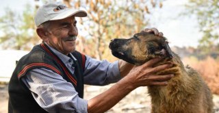 Büyükşehir veterinerleri Minnoş'u iyileştirdi