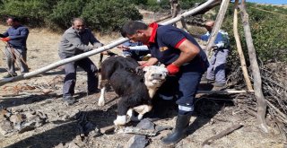 Kuyuya Düşen İneği İtfaiye Kurtardı