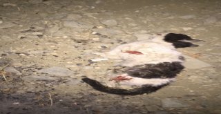 Vicdansızlar Kedinin Dört Bacağını Da Kesti