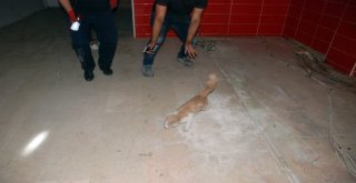 Mahsur Kalan Kedi Kurtarma Ekiplerine Zor Anlar Yaşattı
