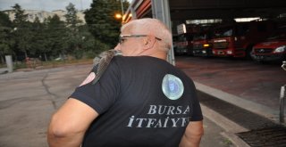 Yaralı Ebabil Kuşunu İtfaiye Kurtardı