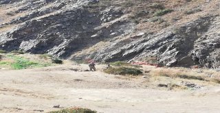 Küçük Sedanuru ‘Atak Buldu