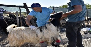 Antalyaya Kurbanlık Gelmeye Başladı