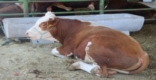 Malatya Hayvan Pazarında Bayram Hareketliliği