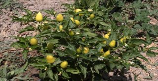 Van Gölü Kıyısındaki Hobi Bahçesinde Yılın İlk Hasadı