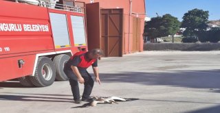 Yaralı Leylekleri İtfaiye Kurtardı