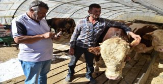 Başkentliler Kurban Alırken Küpe Numarasını Akıllı Cep Telefonlarından Sorgulayabilecek