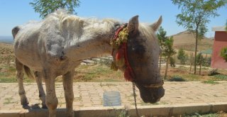 (Özel) Mardinde İşkence Gören At Tedavi İçin İstanbula Gönderildi