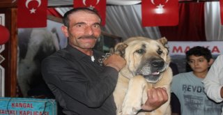 Sivas Günlerinin İlgi Odağı 100 Kiloluk Kangal