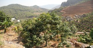 Alanya'da Mango Hasadı Başladı