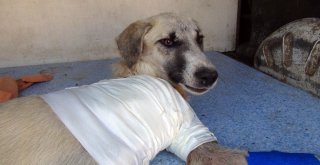 (Özel) Kuyruğu Kesilmiş Halde Bulunan Köpeğin Ayağı Tamamen Kesildi