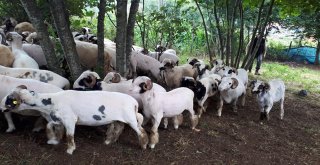 Orduda Kurban Bayramı Hazırlıkları