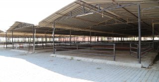 Efeler Kurban Bayramına Hazırlanıyor