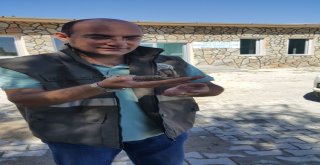 Yaralı Boyun Çeviren Kuş Tedavi Altına Alındı