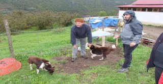 Nesli Tükenmekte Olan ‘Zerdava İçin Harekete Geçildi